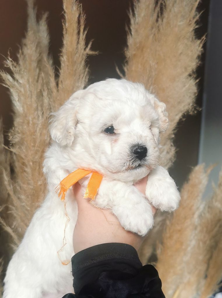 Des Oursons De Naty - Chiot disponible  - Bichon Frise