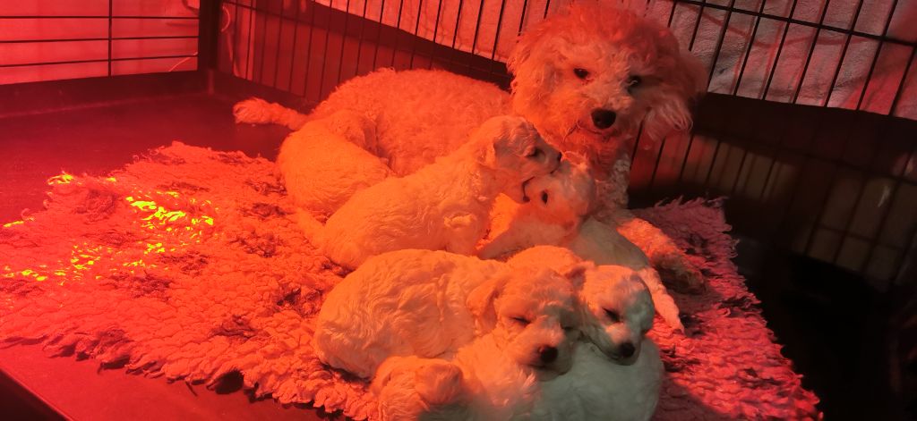 chiot Bichon Frise Des Oursons De Naty