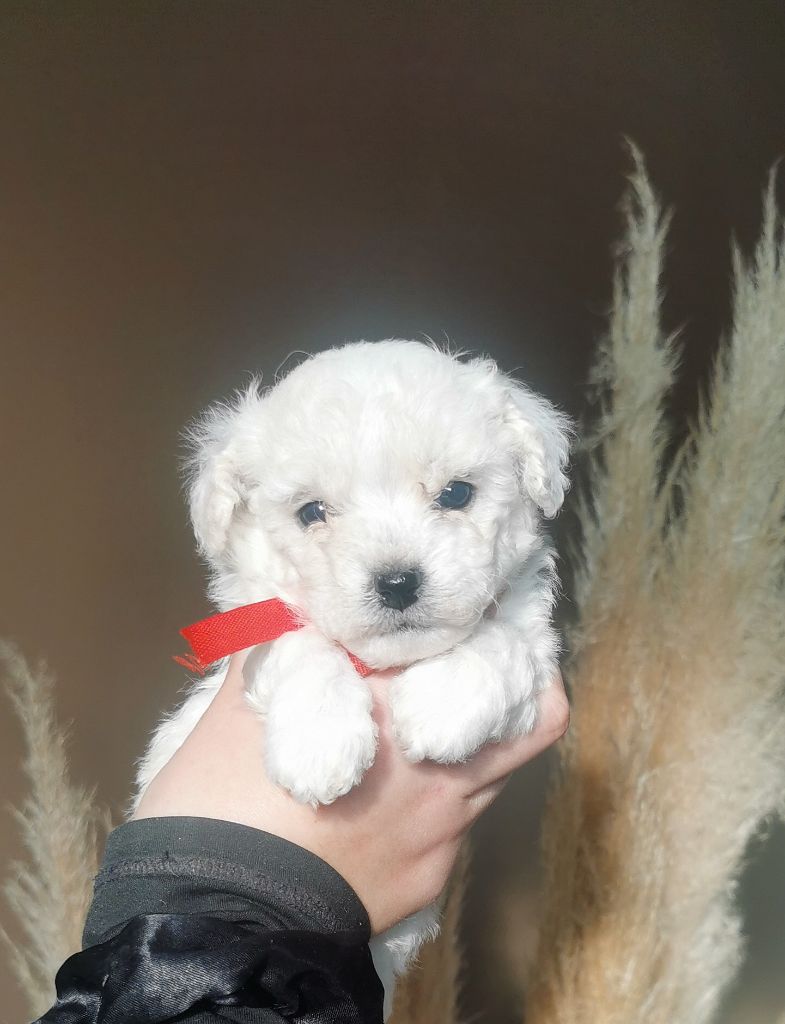 Des Oursons De Naty - Chiot disponible  - Bichon Frise