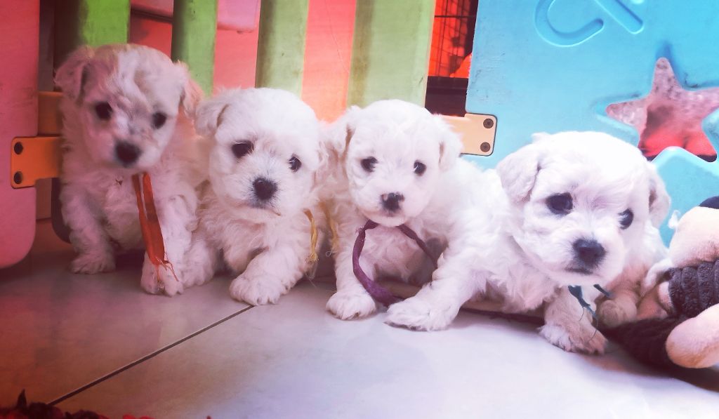 chiot Bichon Frise Des Oursons De Naty