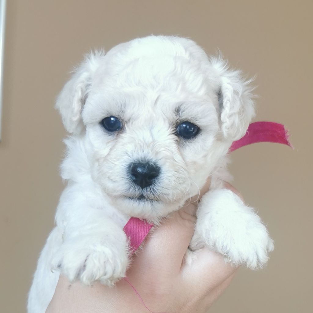 Des Oursons De Naty - Chiot disponible  - Bichon Frise