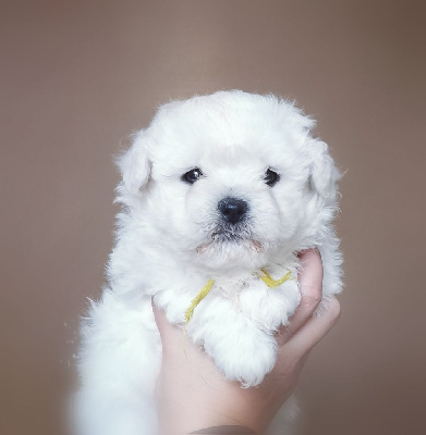 CHIOT collier jaune