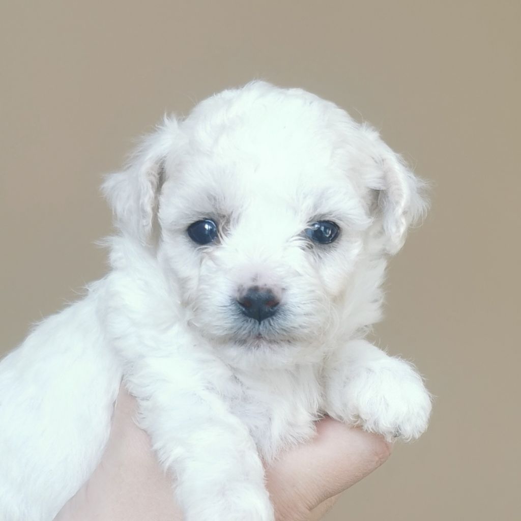 Des Oursons De Naty - Chiot disponible  - Bichon Frise