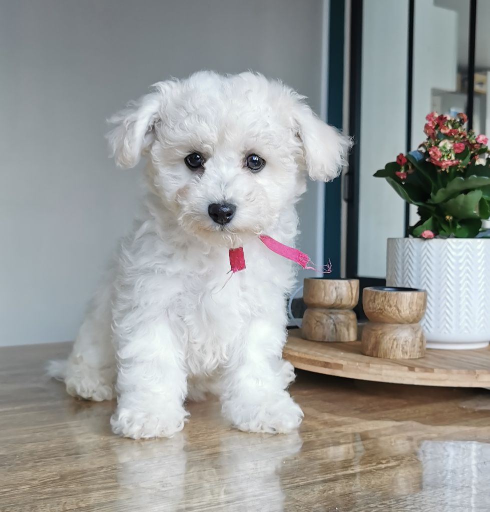 Des Oursons De Naty - Chiot disponible  - Bichon Frise