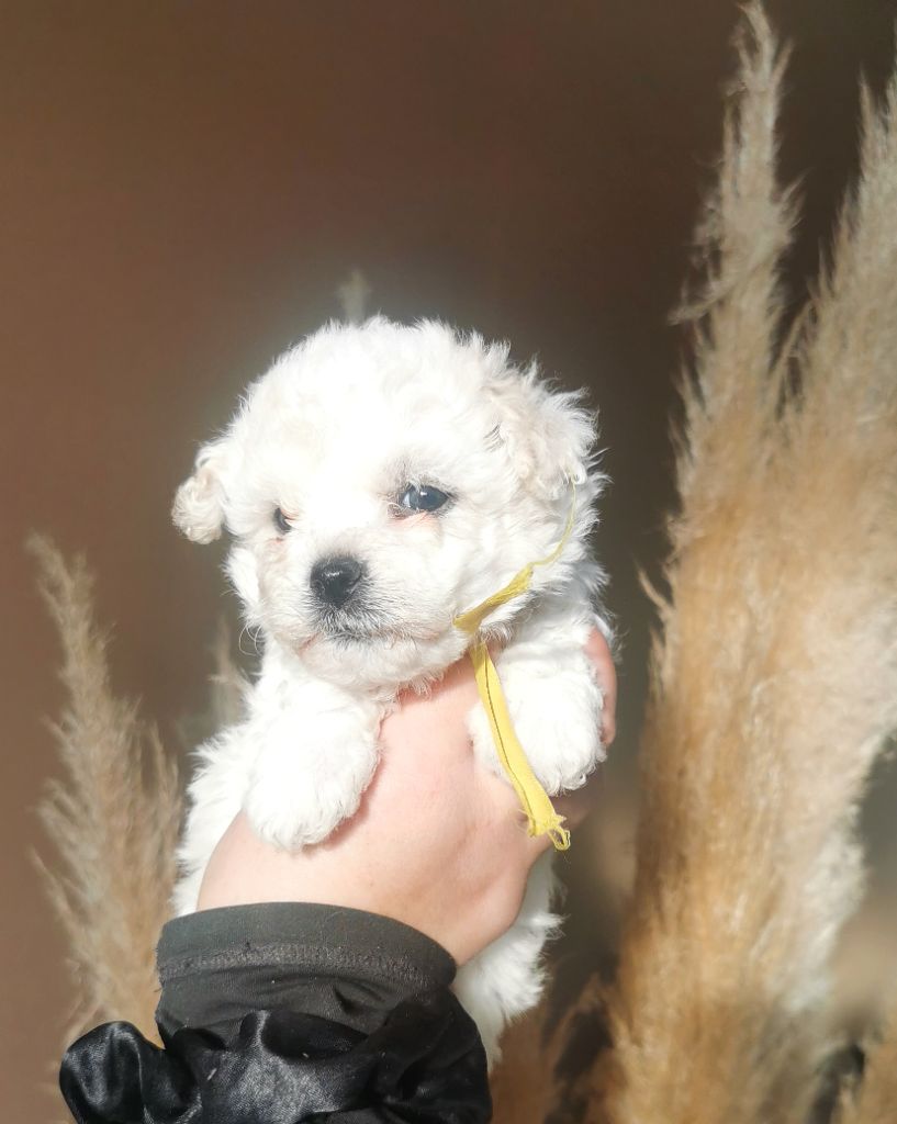 Des Oursons De Naty - Chiot disponible  - Bichon Frise