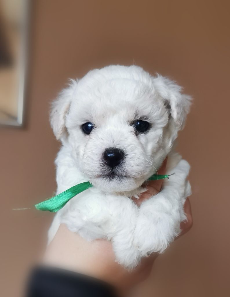 Des Oursons De Naty - Chiot disponible  - Bichon Frise