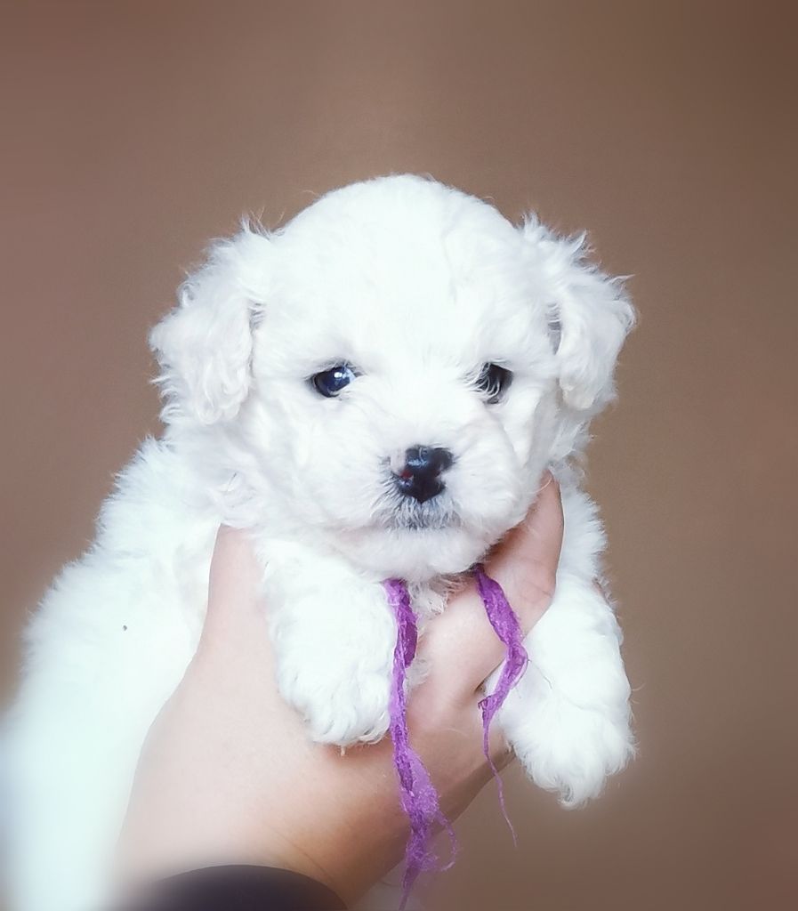 Des Oursons De Naty - Chiot disponible  - Bichon Frise