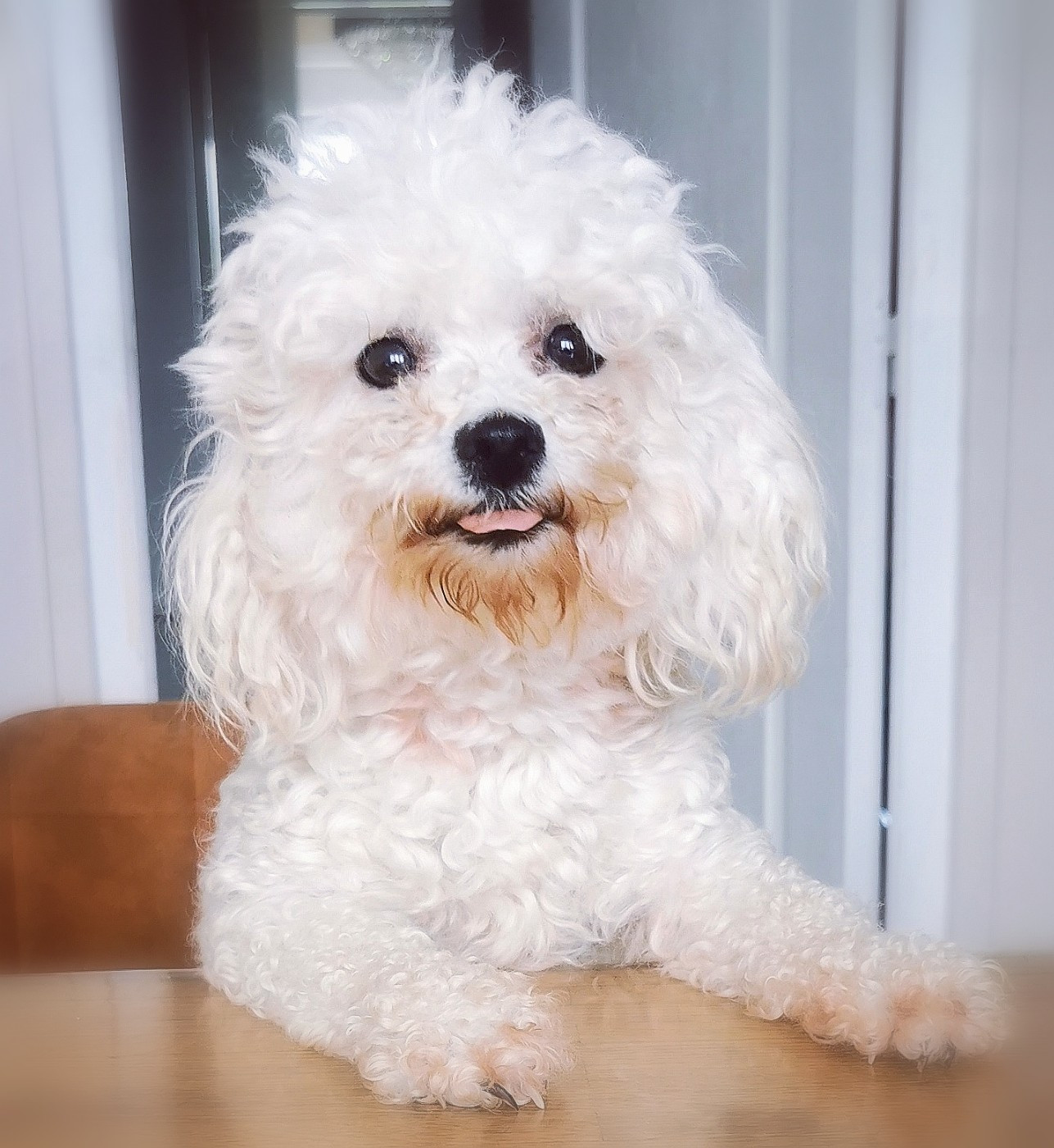 Shiva Des Oursons De Naty