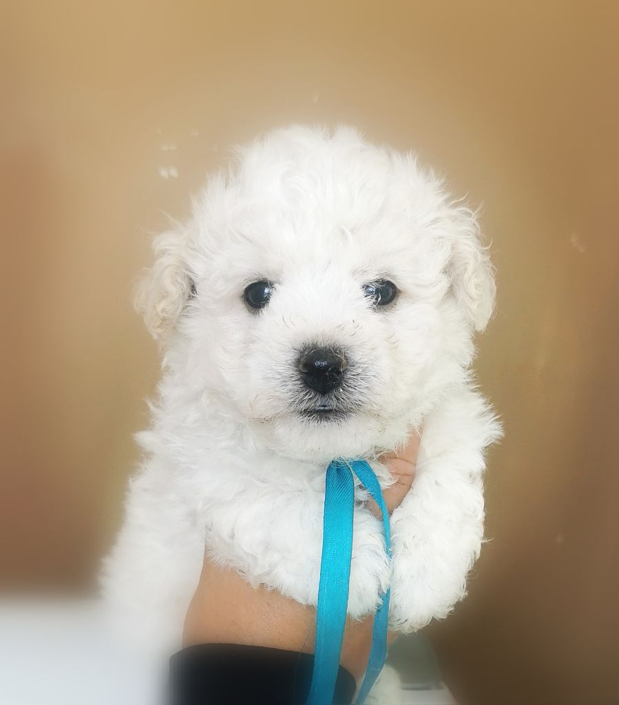 Des Oursons De Naty - Chiots disponibles - Bichon Frise