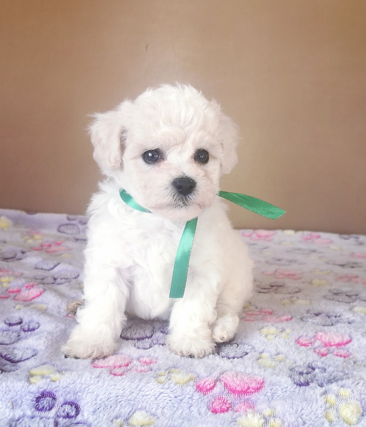 Des Oursons De Naty - Chiots disponibles - Bichon Frise