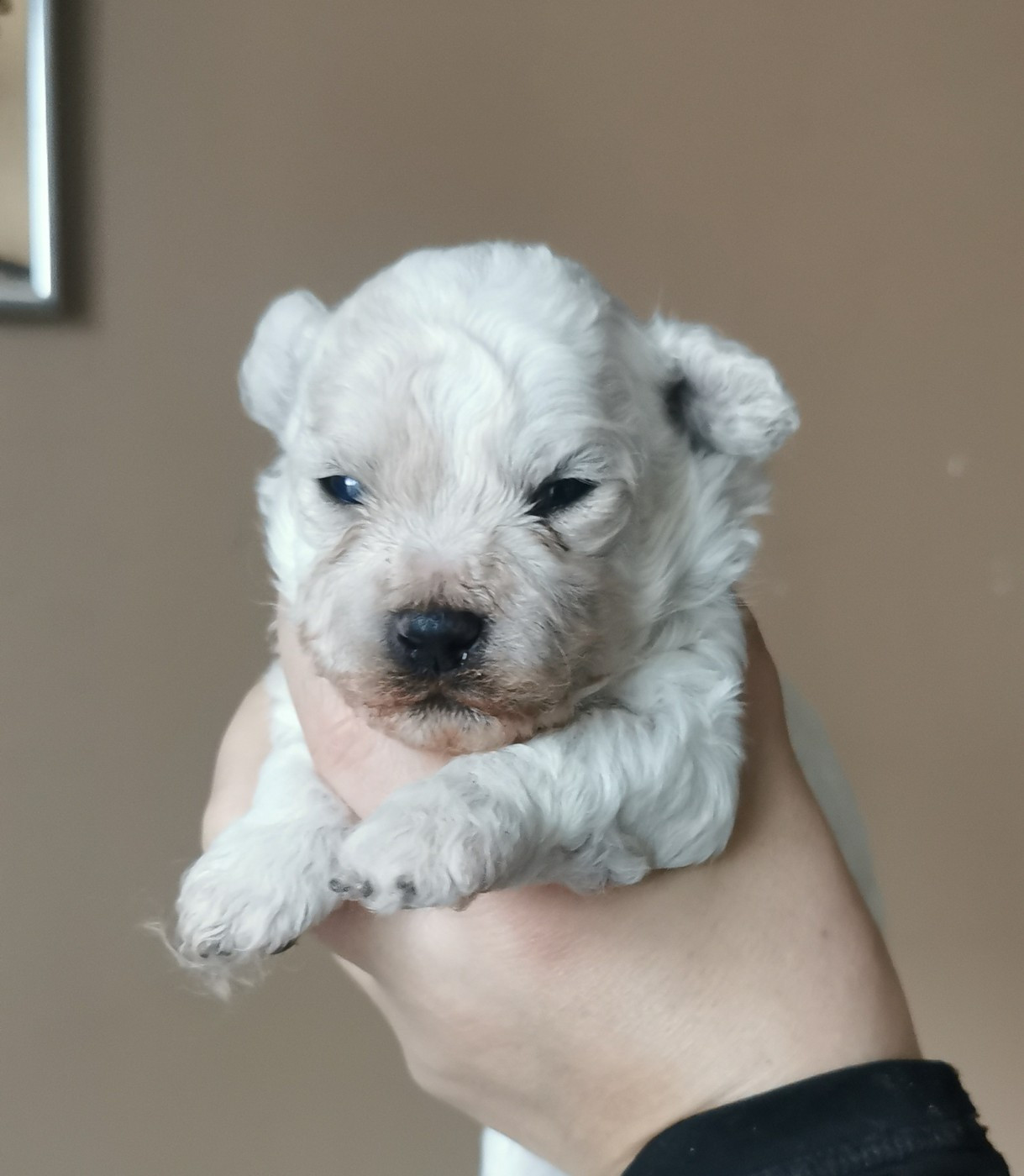 Des Oursons De Naty - Chiots disponibles - Bichon Frise