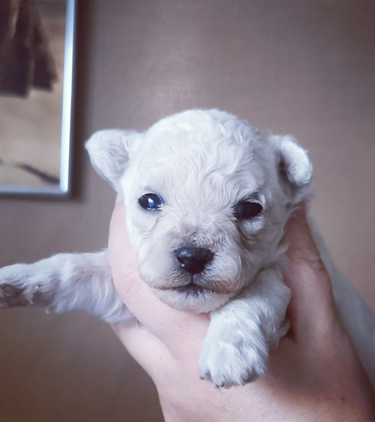 Des Oursons De Naty - Bichon Frise - Portée née le 23/12/2025