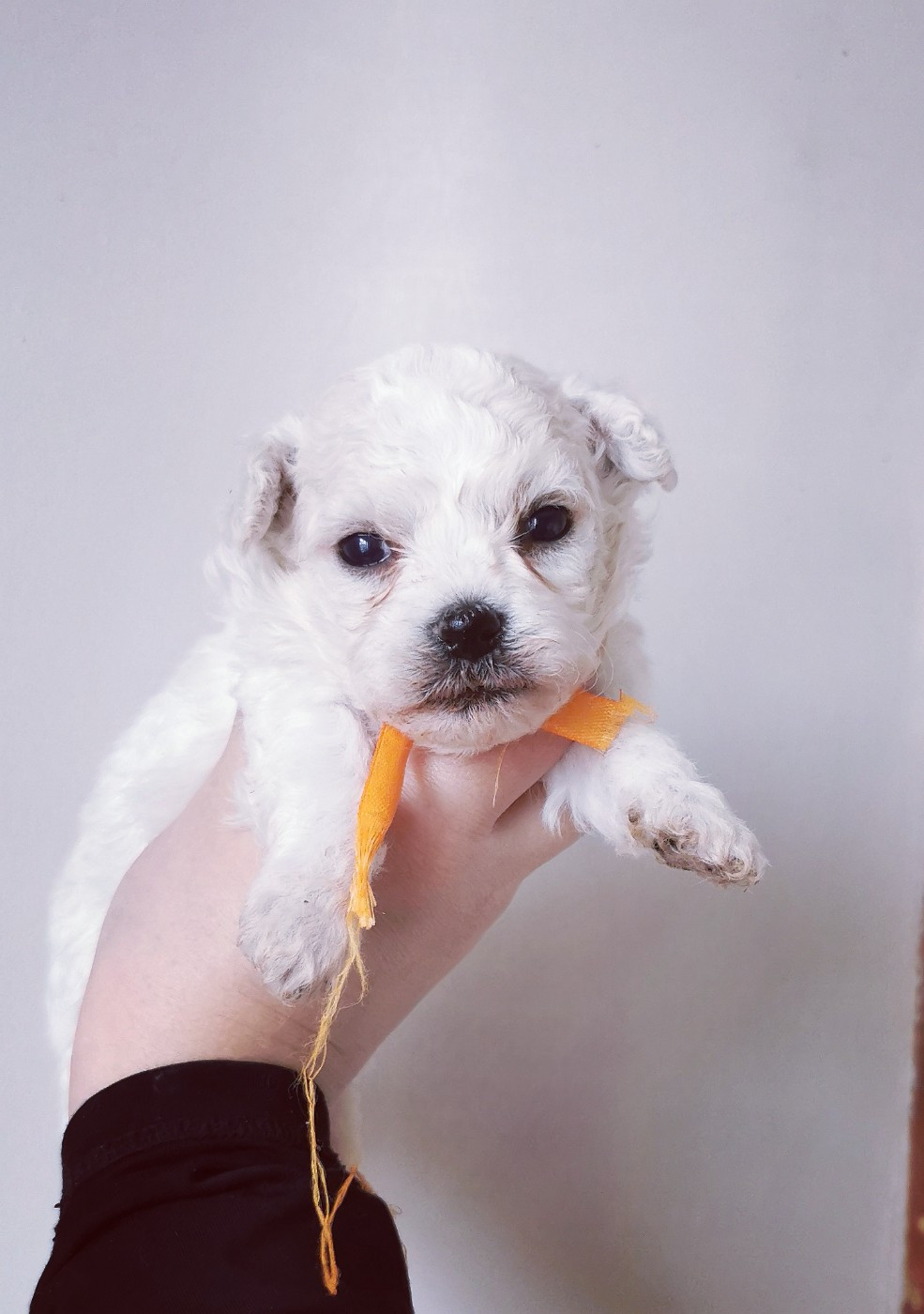 Des Oursons De Naty - Chiots disponibles - Bichon Frise