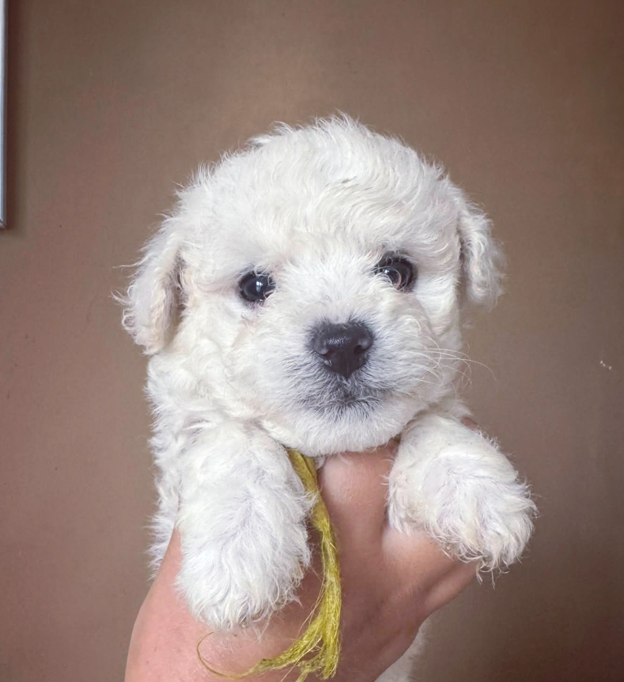 Des Oursons De Naty - Chiots disponibles - Bichon Frise