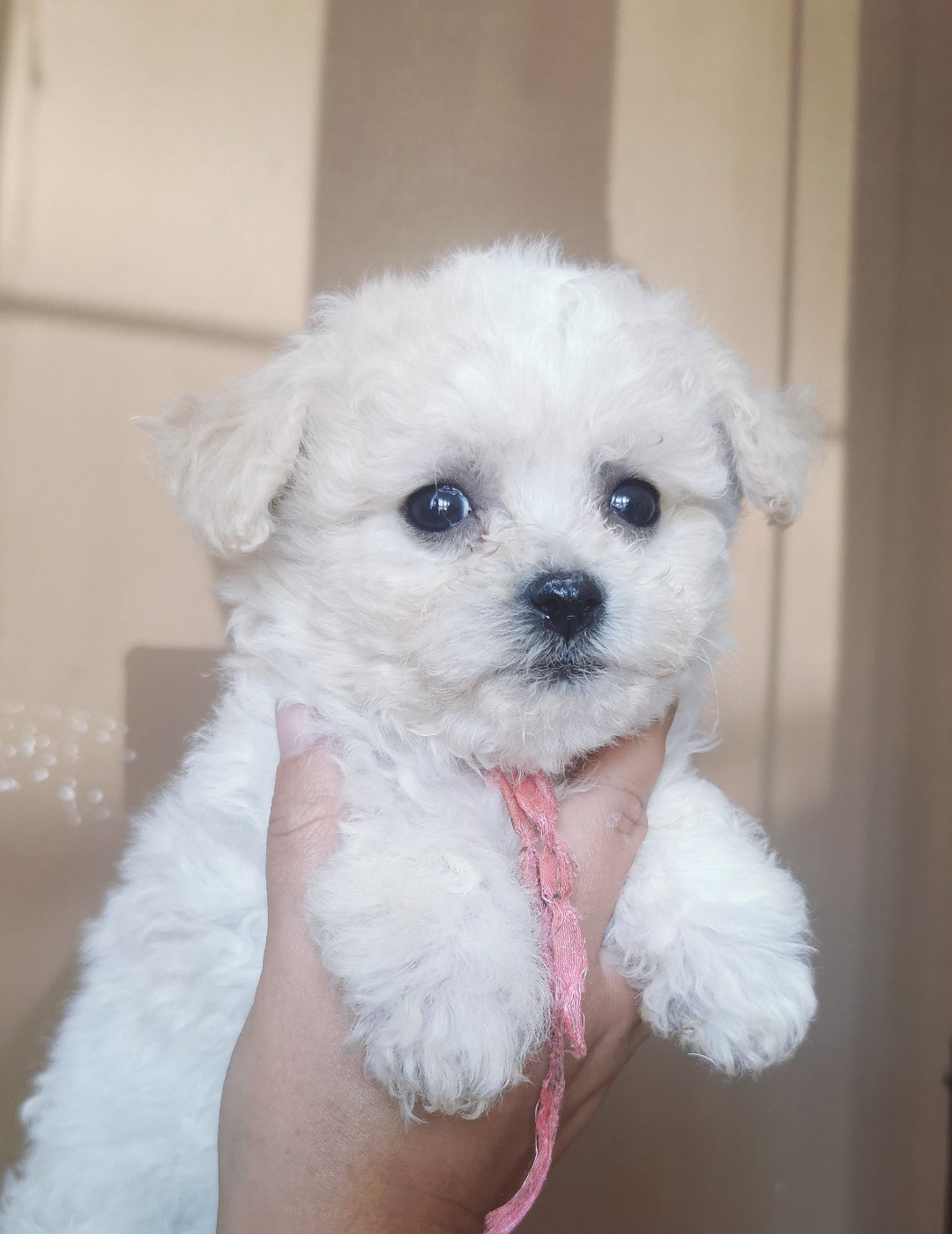 Des Oursons De Naty - Chiots disponibles - Bichon Frise