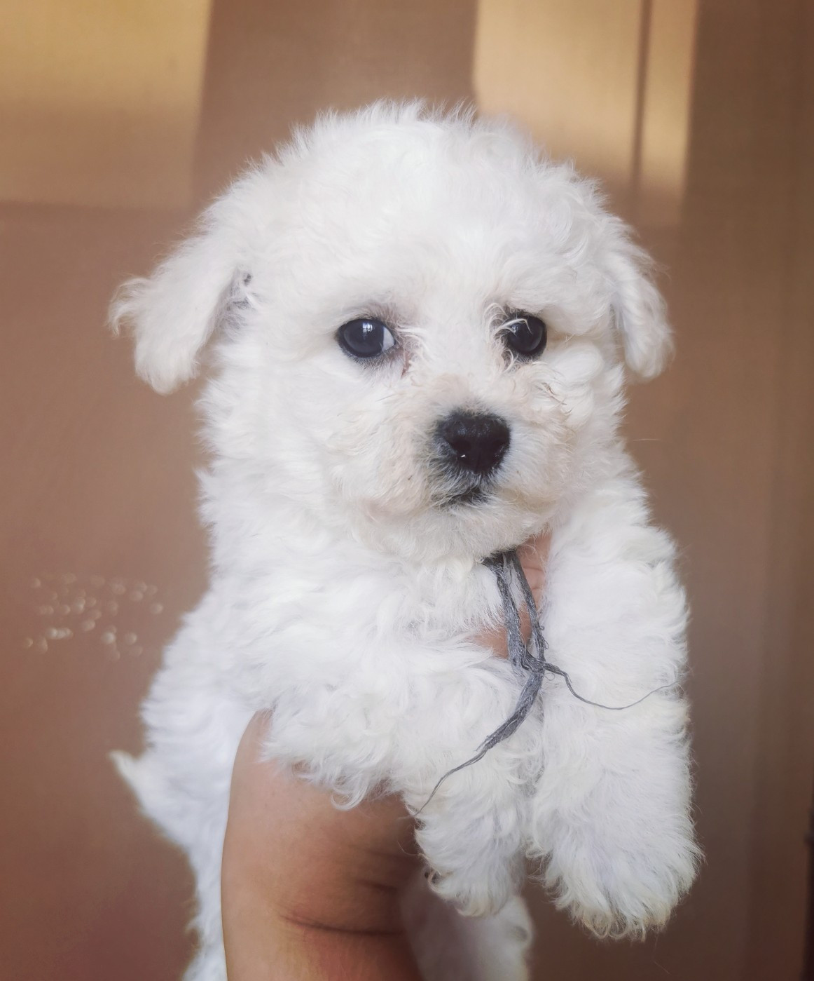 Des Oursons De Naty - Chiots disponibles - Bichon Frise