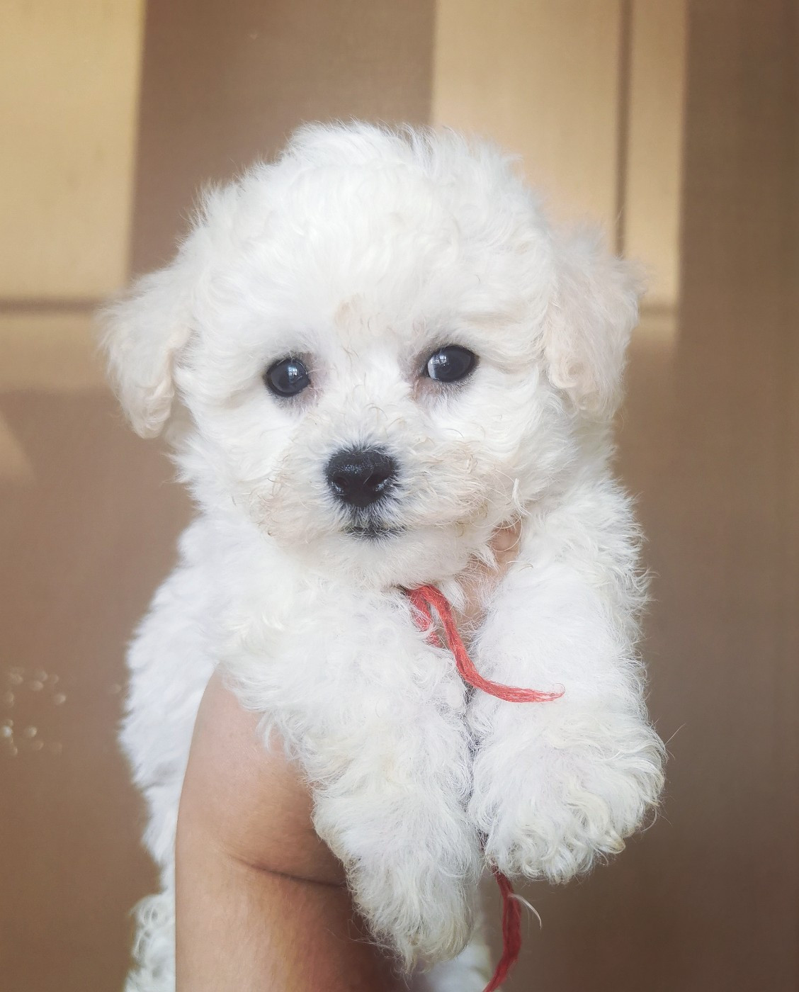Des Oursons De Naty - Chiots disponibles - Bichon Frise