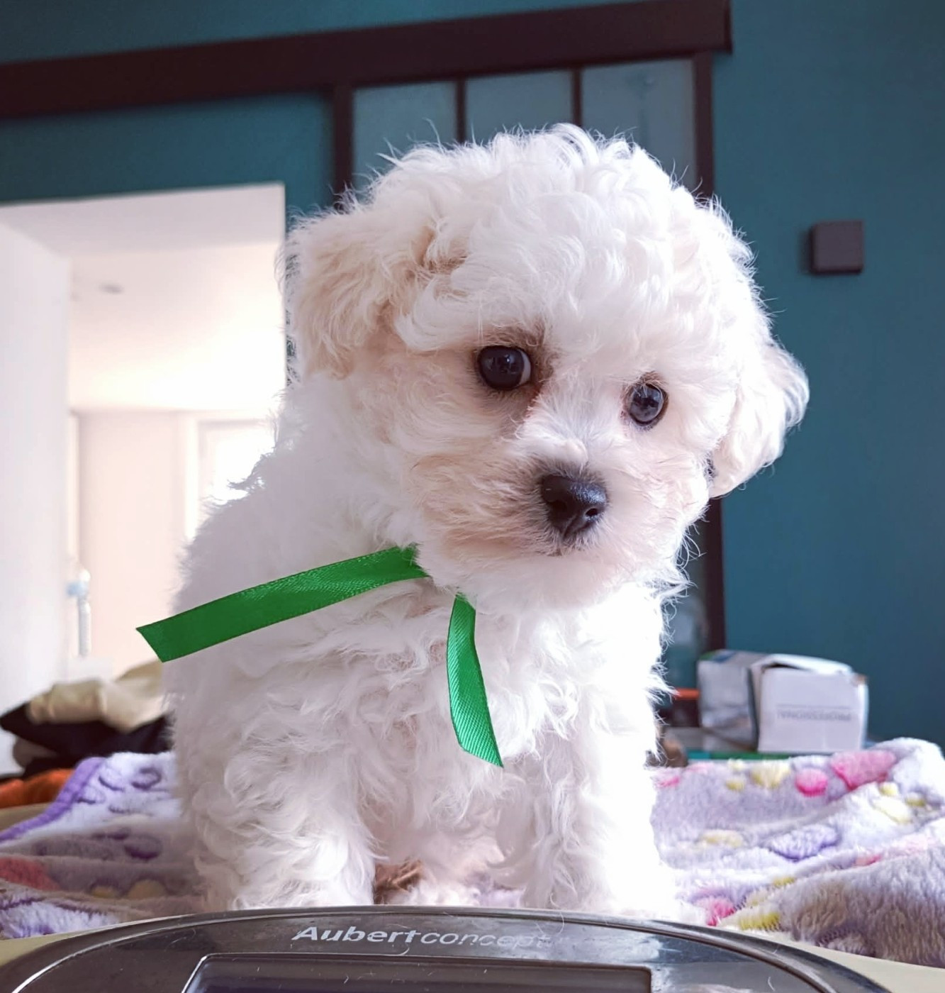 Des Oursons De Naty - Bichon Frise - Portée née le 27/06/2026