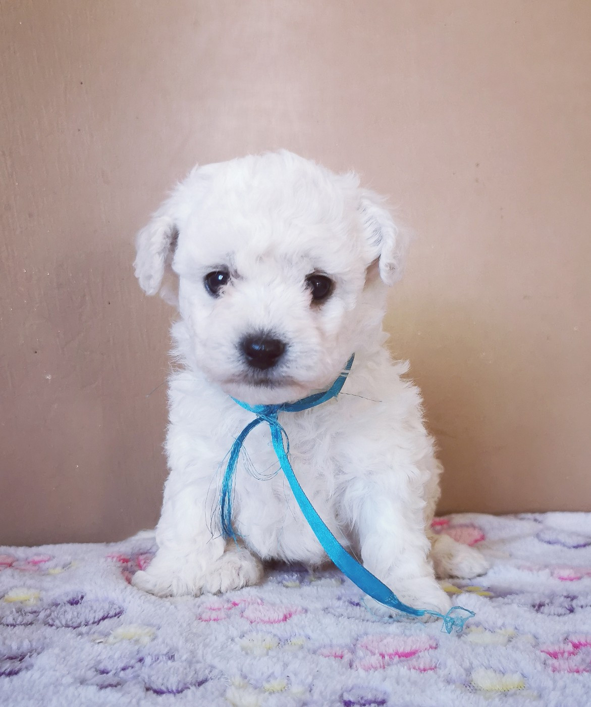 Des Oursons De Naty - Bichon Frise - Portée née le 19/08/2026