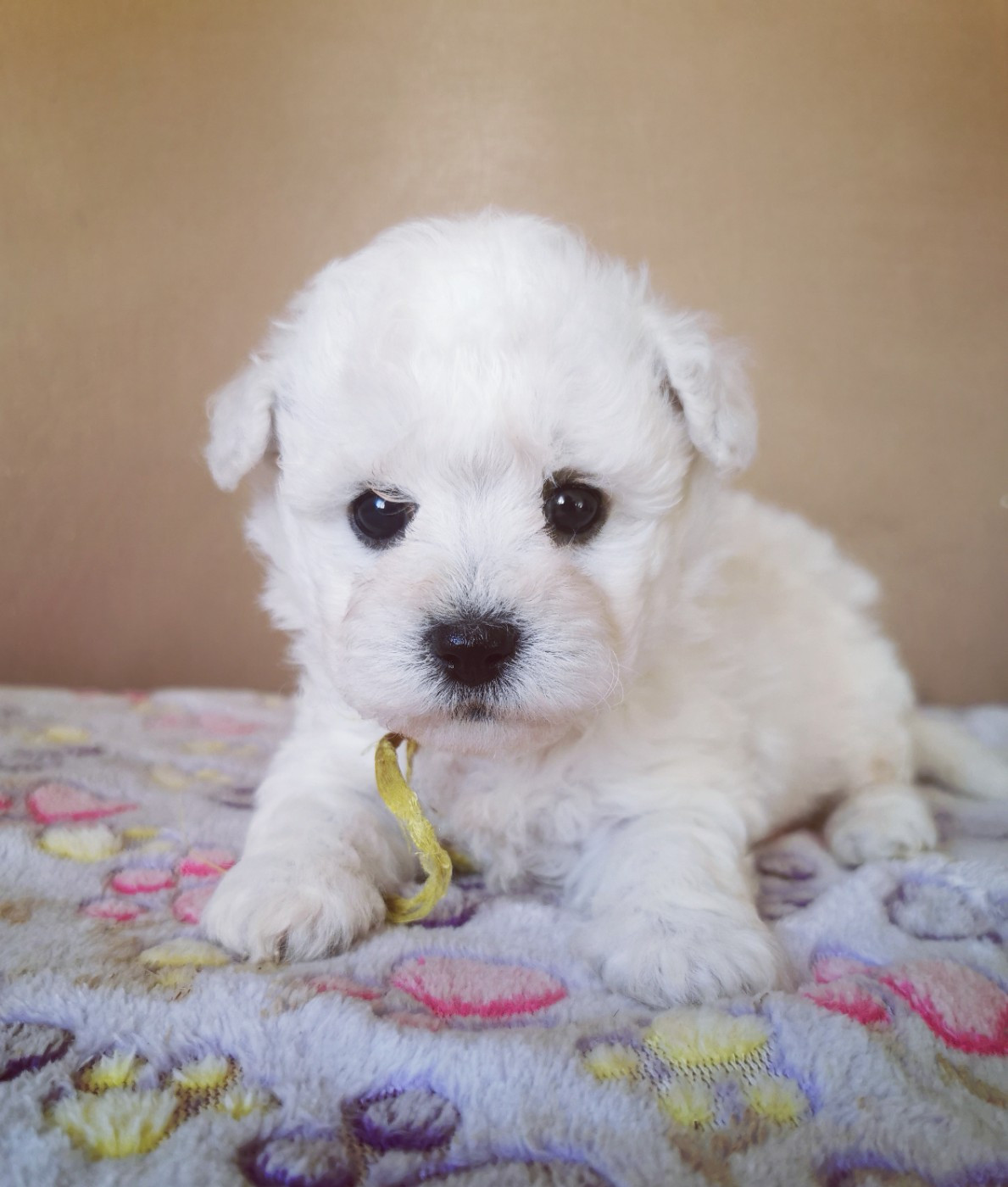 Des Oursons De Naty - Chiots disponibles - Bichon Frise