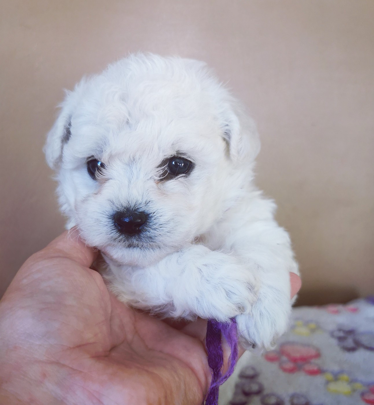 Des Oursons De Naty - Chiots disponibles - Bichon Frise