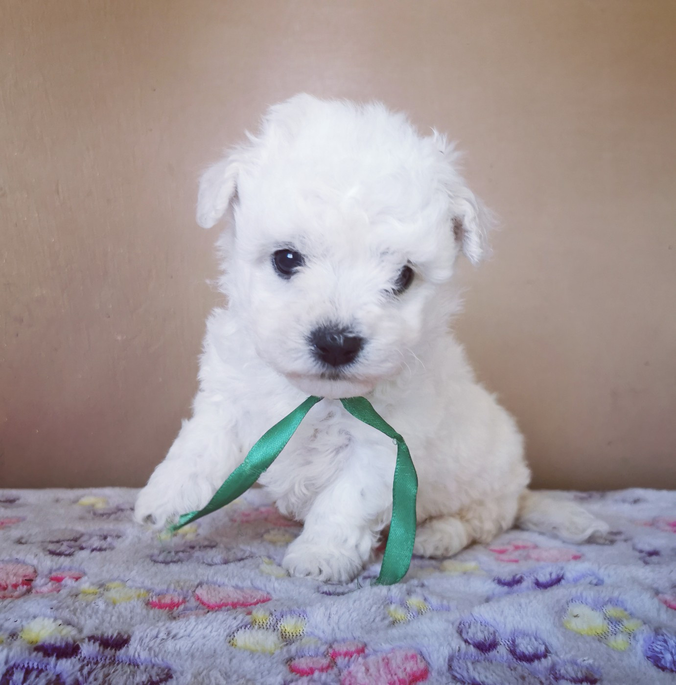 Des Oursons De Naty - Chiots disponibles - Bichon Frise