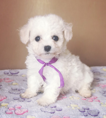 CHIOT 3 (collier violet)