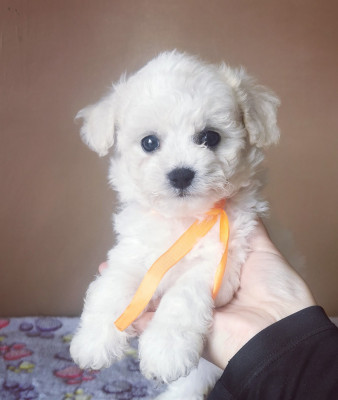 CHIOT 4 (collier orange)