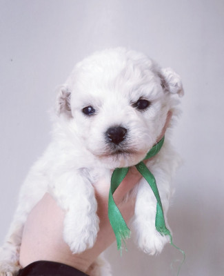 Chiot N°1 collier vert