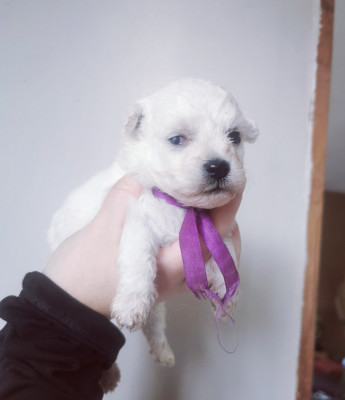 Chiot N°3 collier violet