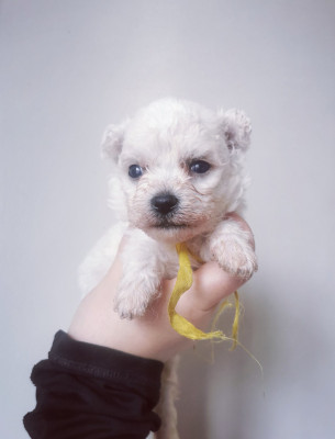 Chiot N°4 collier jaune