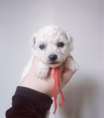 Chiot N°5 collier rouge