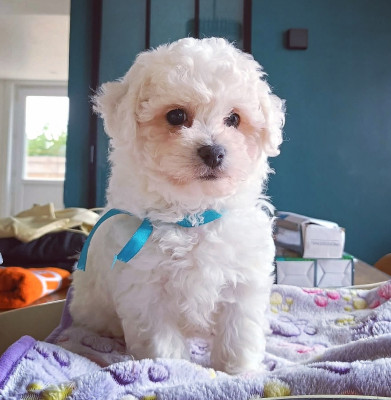 Biscuit (collier bleu)