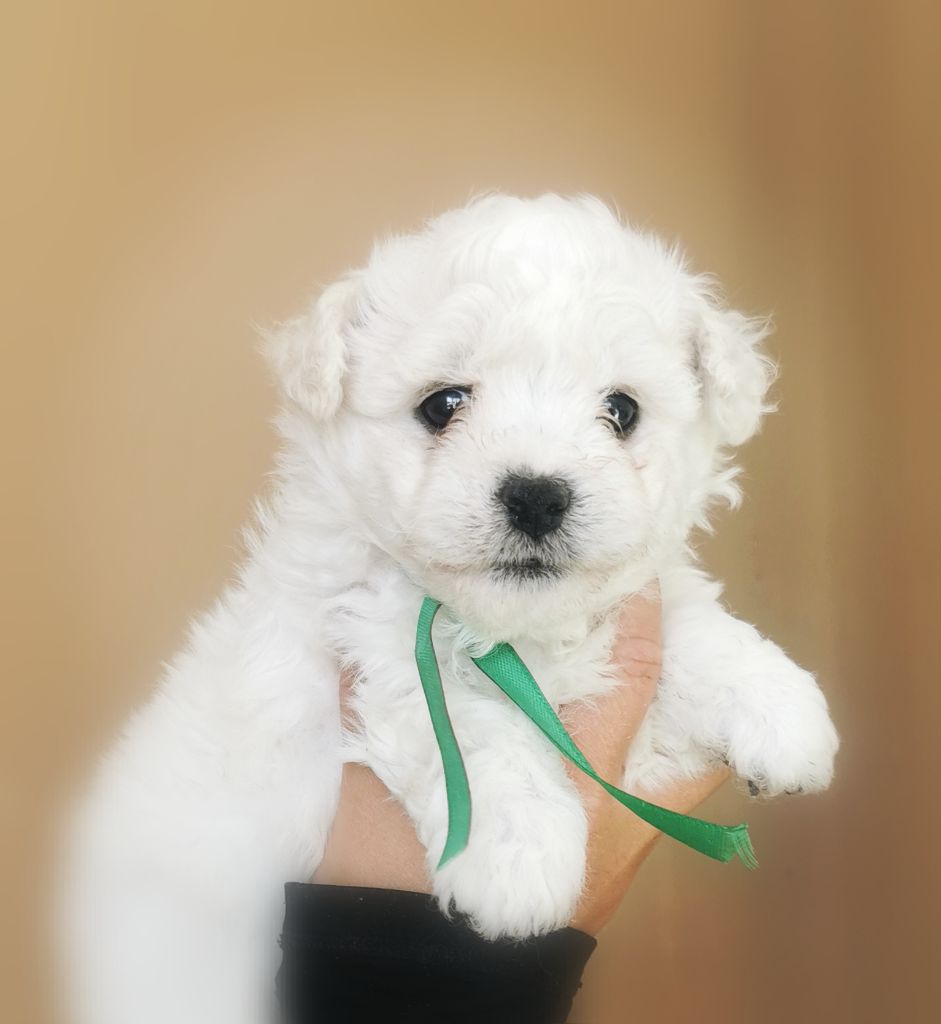 Des Oursons De Naty - Chiots disponibles - Bichon Frise