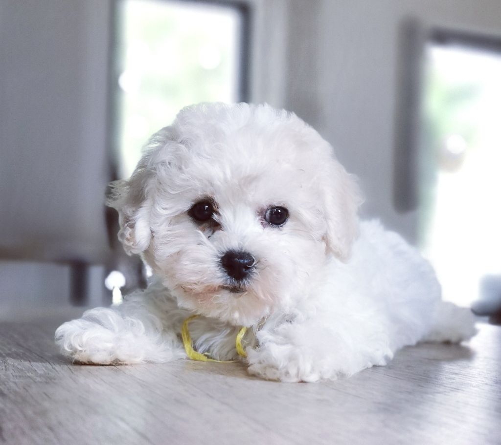 Des Oursons De Naty - Chiots disponibles - Bichon Frise